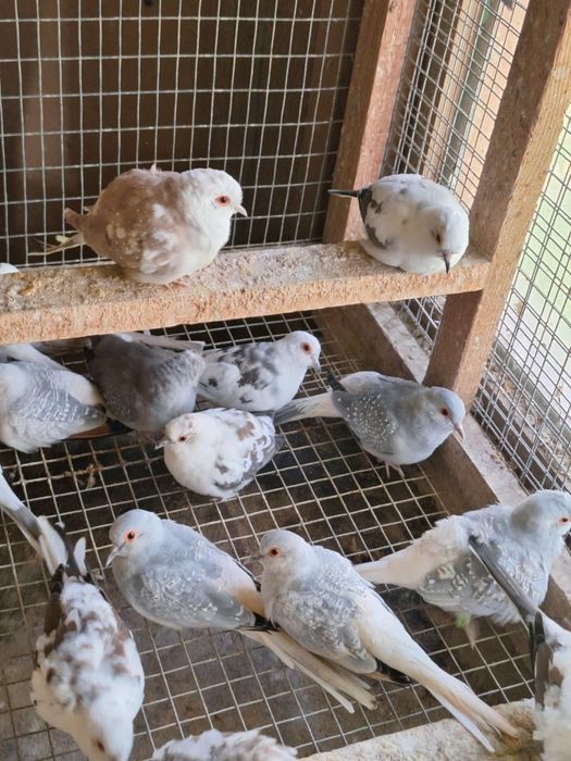 Sprzedam gołąbki diamentowe szeki i standardy