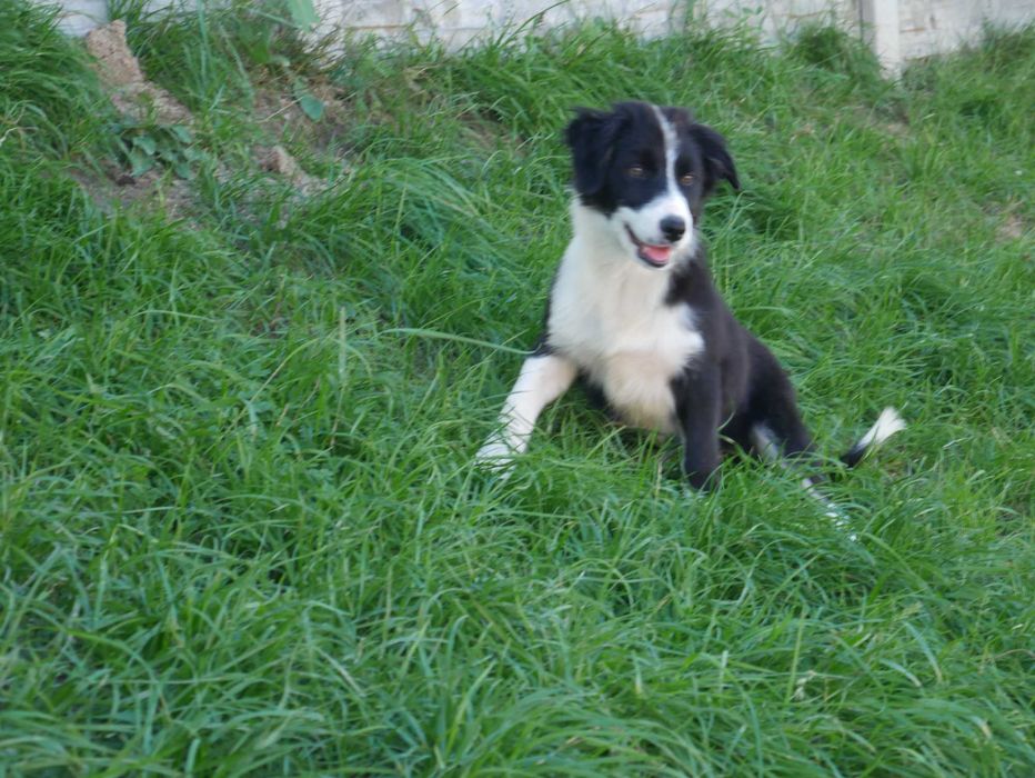 Border Collie -suczka