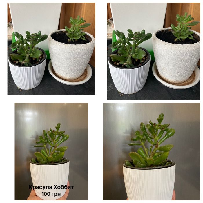 Наташа Нина Кинки Али Виллоза  Старлайт Альбомаргинатус Домино Стаки