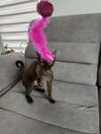 Kotka Devon Rex do hodowli