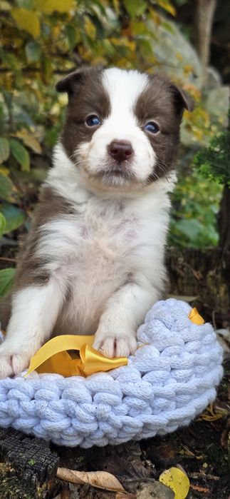 Border Collie suczka czekoladowy color