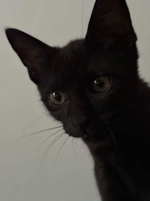 Gatinho preto bebé para adopção