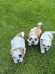 Szczeniaki po maltańczyki i shih tzu