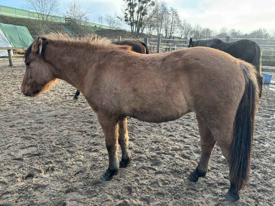 Sprzedam klaczkę fiorda