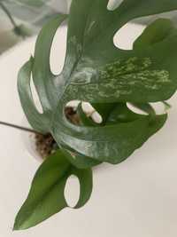 Monstera Raphidophora Tetrasperma  Mint