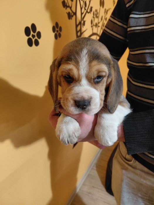 Na sprzedaż Beagle suczka