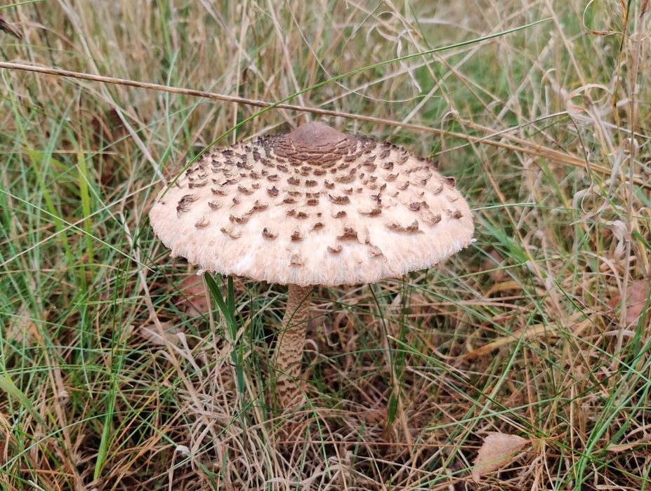 Czubajka kania kanie sowy sowa grzyby świeże