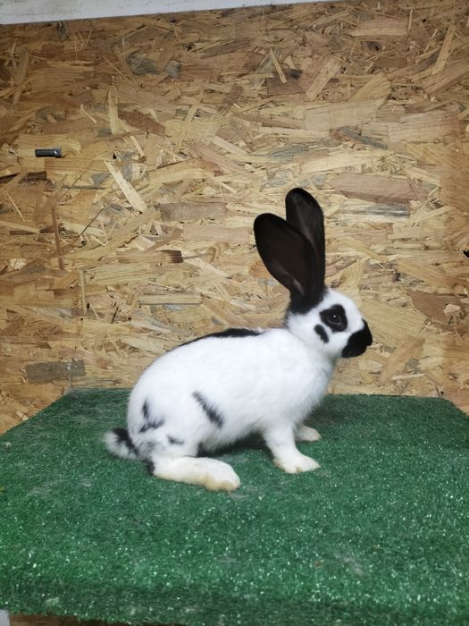 króliki olbrzym srokacz niebieski czarny rodowód