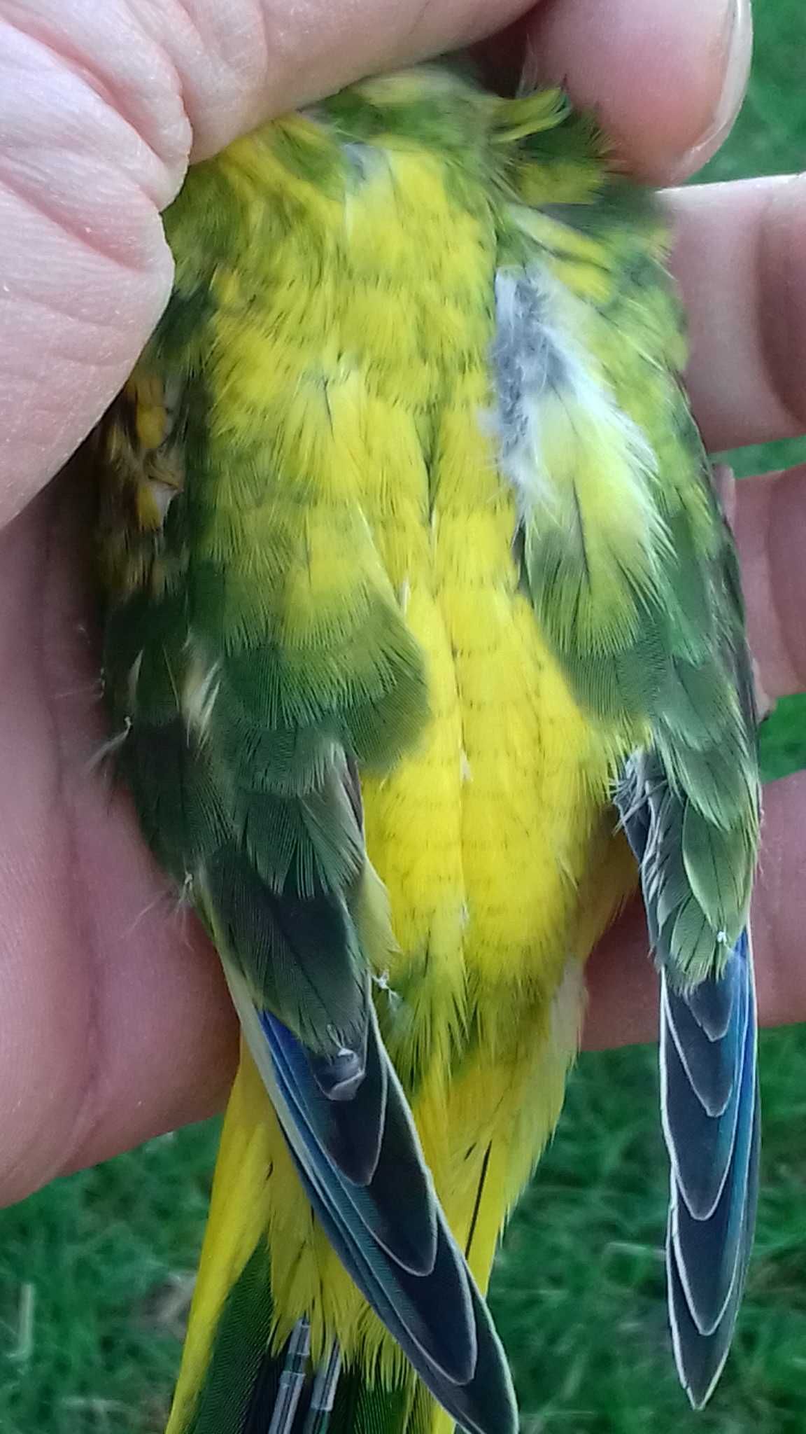 Venda Casais Turquoisines Verdes Selvagens Opalinos e Normais Opalinos