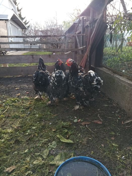 Півень конінхін мармуровий.