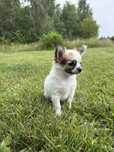 Suczka chihuahua szczeniak