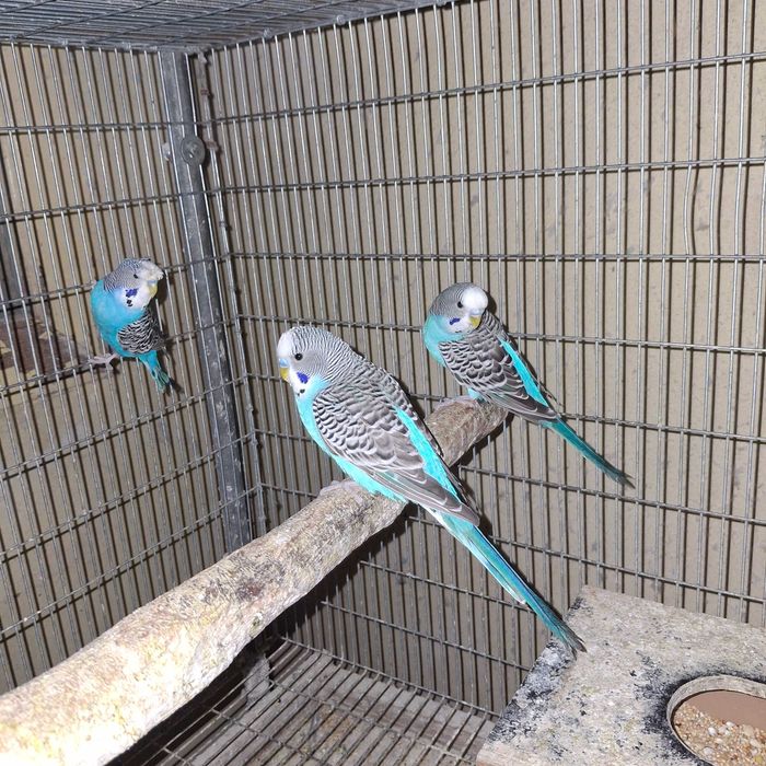 Periquitos portadores de blackface e asa negra