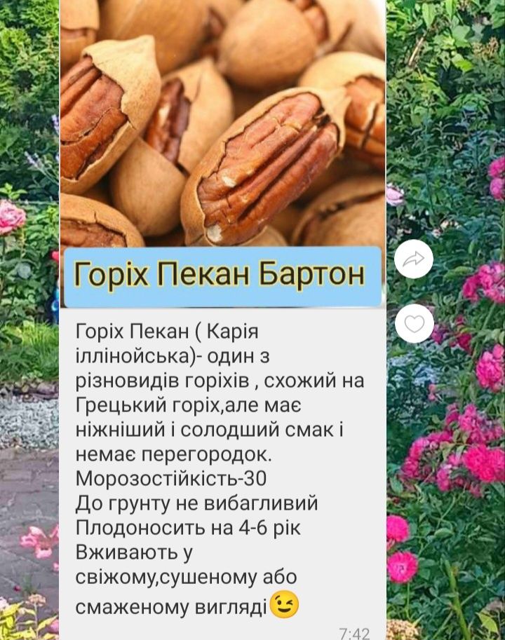 Горіх Пекан( трирічні саджанці)