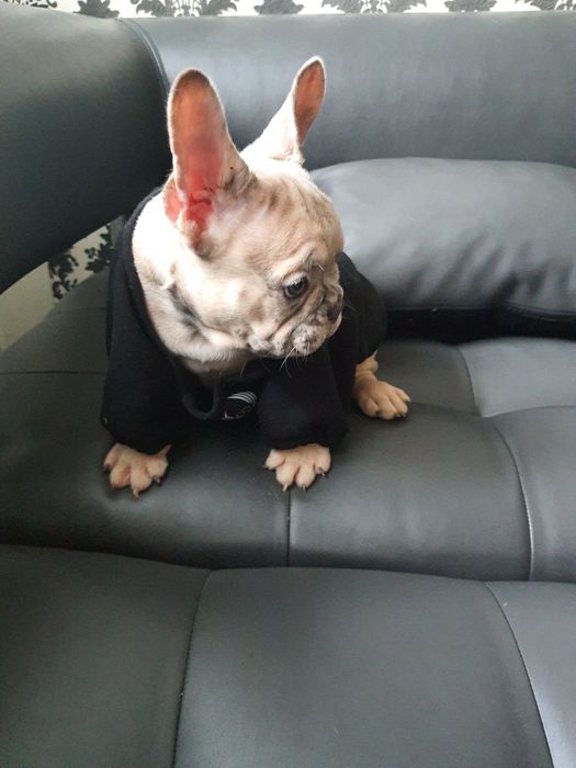 Шикарний малюк зі світлими очима, рідкісний окрас дуже високої якості