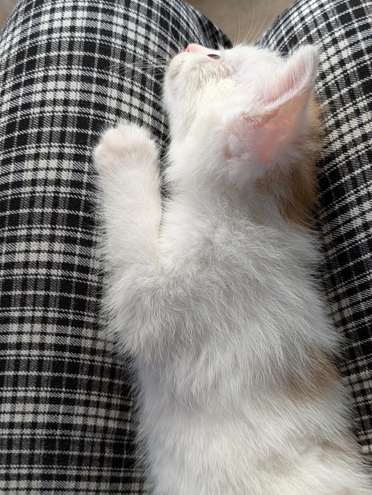 Kot kotek do adopcji