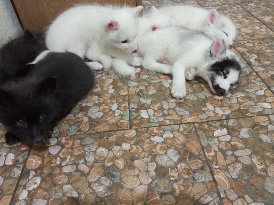 Lis,  lisy, liski, lisięta hodowlane, Hodowla lisów Marble Fox