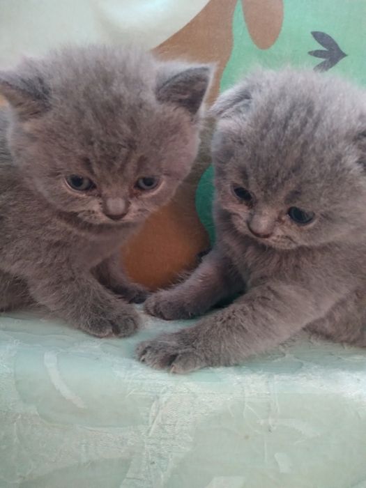 Продам котят от  породистих батьків.