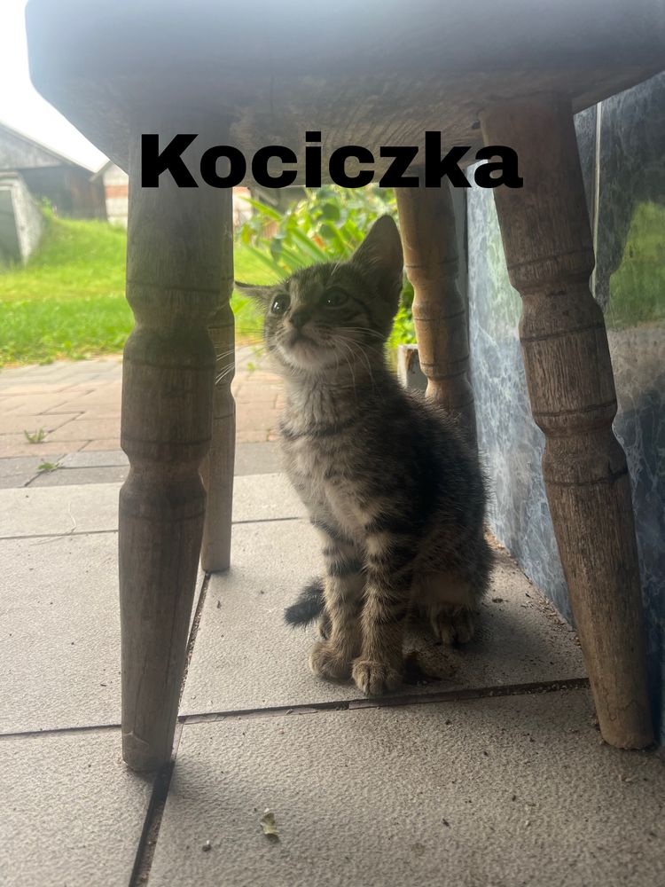 Do oddania trzy kociaki dwie kociczki i jeden kot