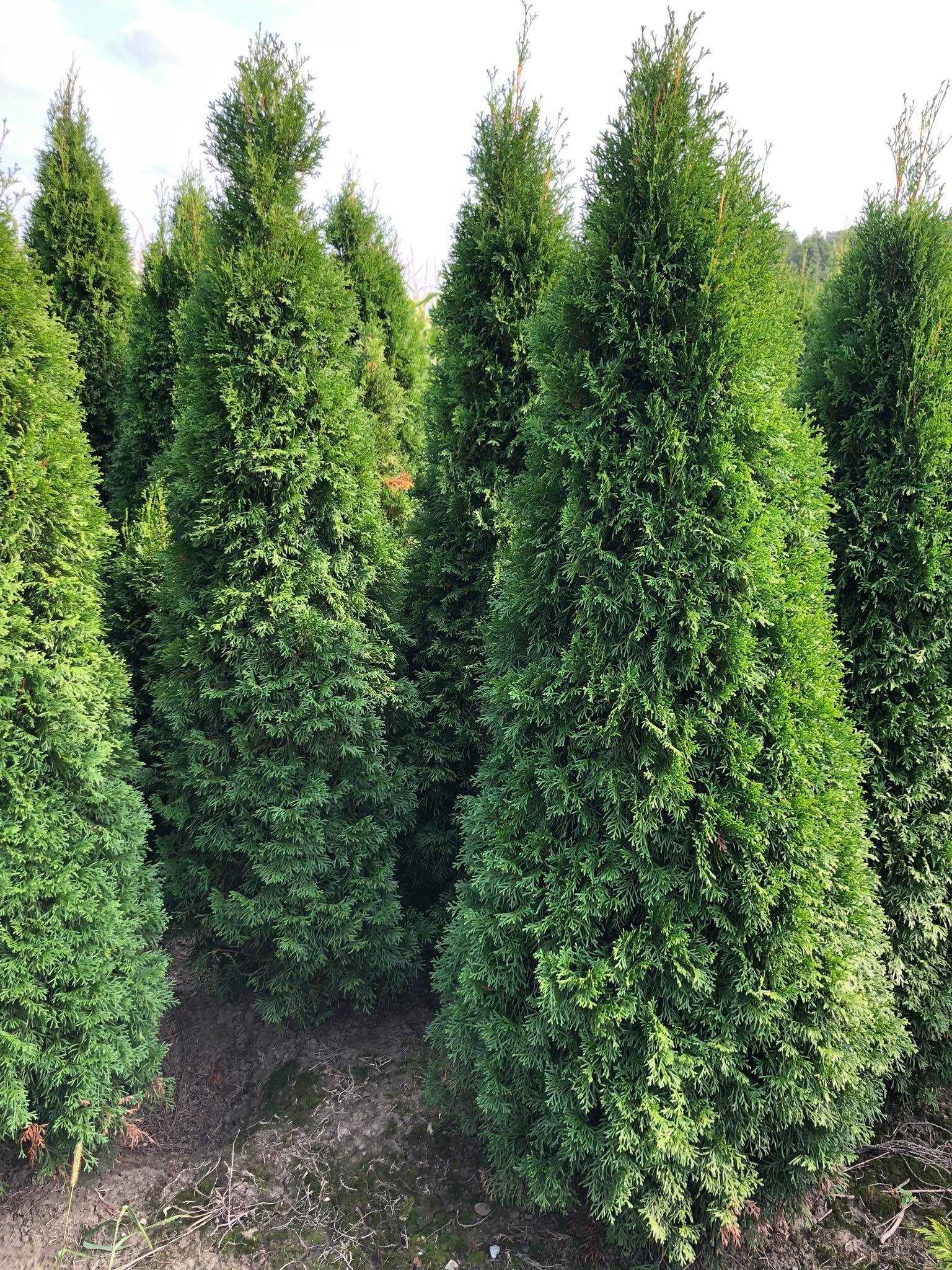 Tuja szmaragd, tuje od 60 do 250 cm! Thuja brabant do 200