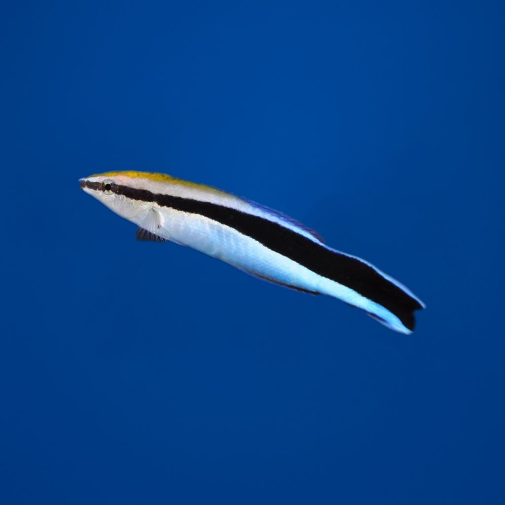 Labroides dimidiatus - Doktorek - M