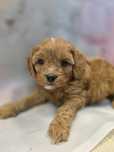 Cavapoo sunia cavalier /maltipoo/ cockapoo