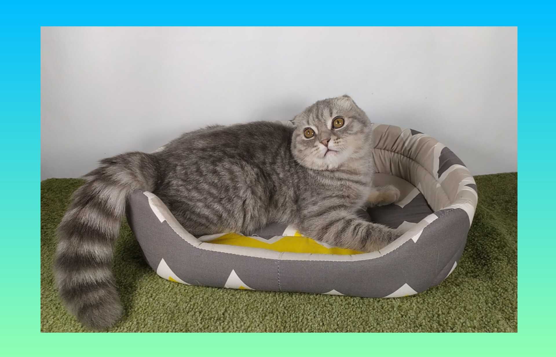Котята Шотландские.