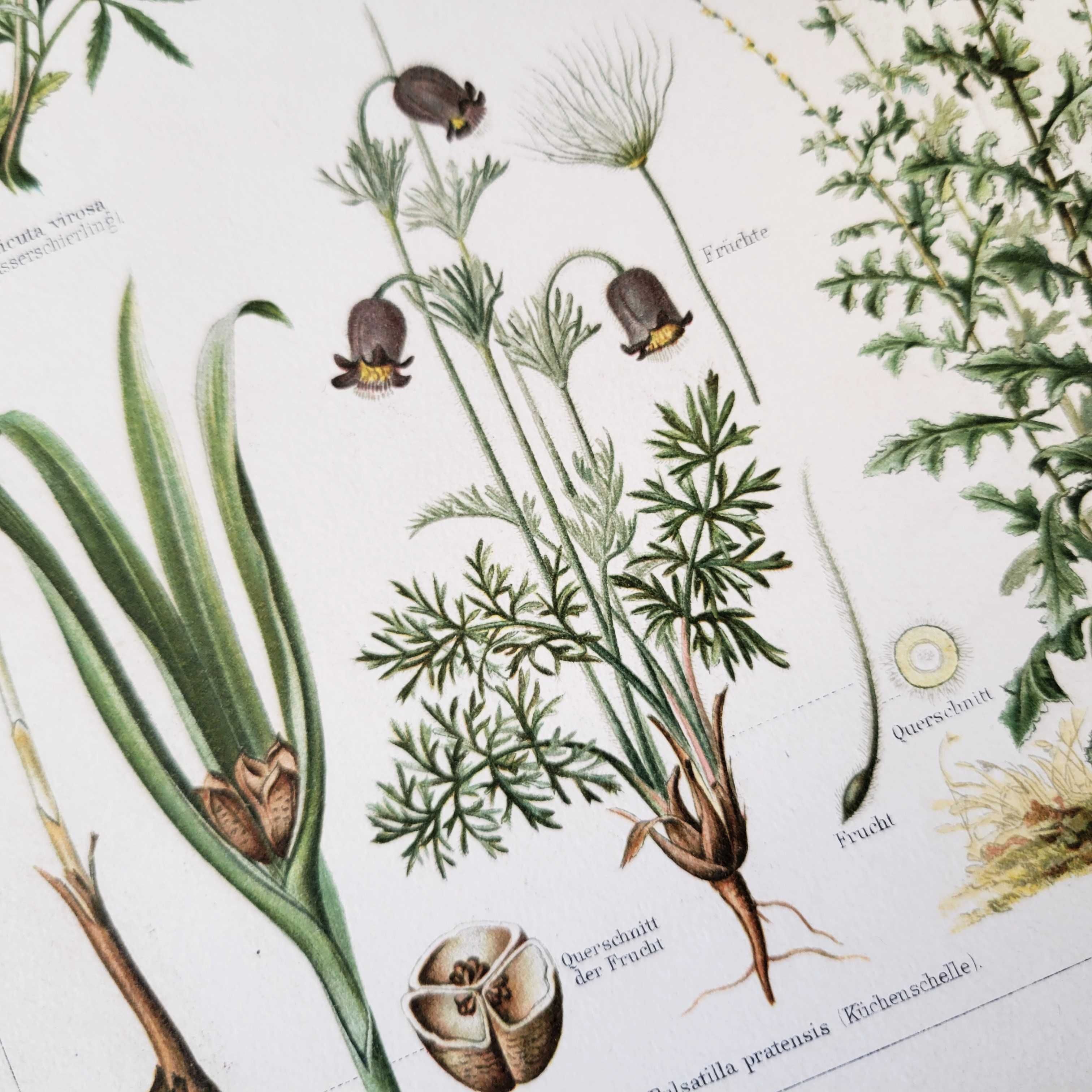 Ядовитые растения Старинная литография 1895 Германия Meyers Цветы