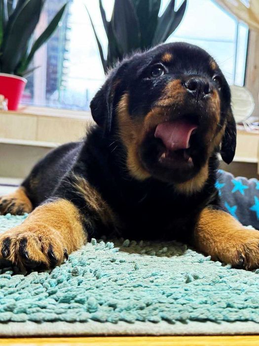 цуценята ротвейлера, які підкорять ваше серце!