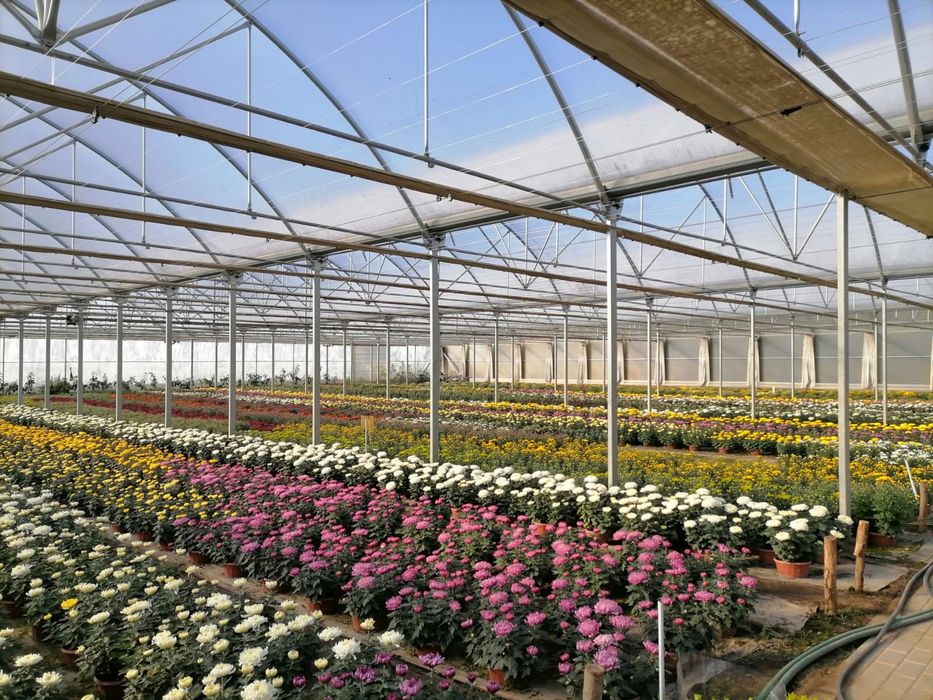 Chryzantemy producent HURT/DETAL