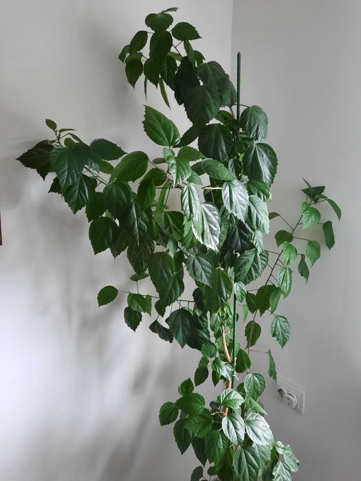 Китайська рожа і гібіскус кімнатна