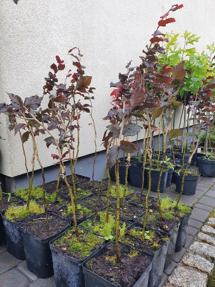 Buk tricolor  purple fountain fagus sylvatica