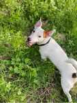 Pet sitting em cascais