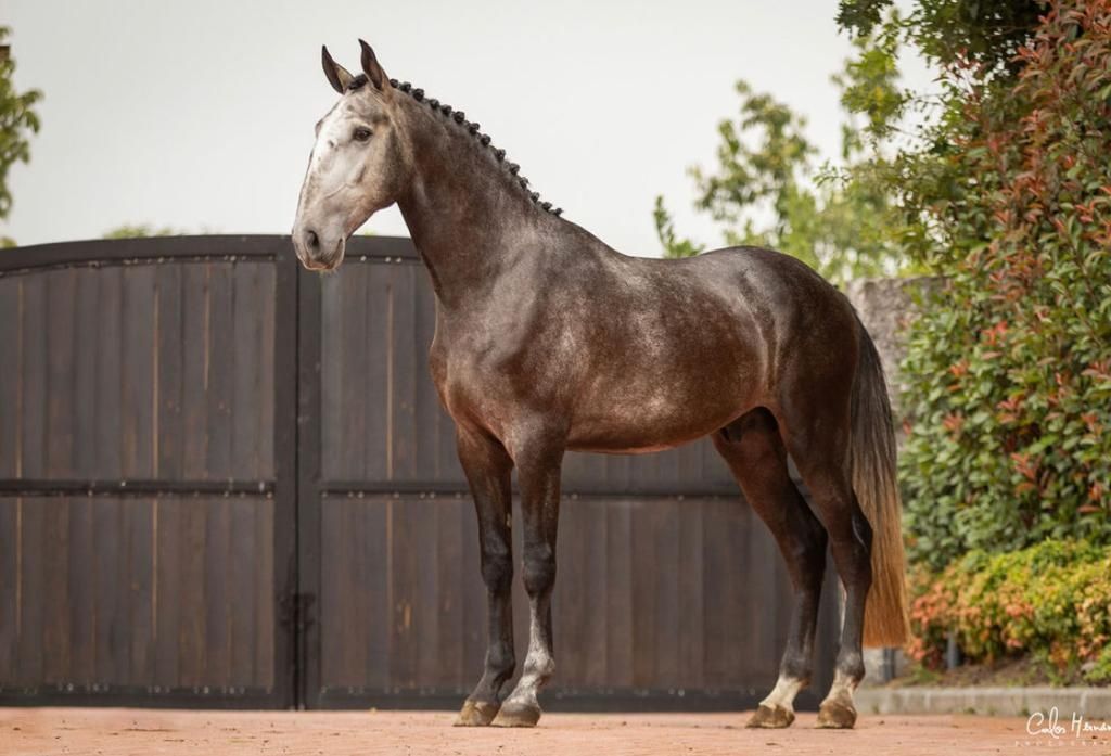 Cavalo lusitano 3 anos, 1.67 ao garrote, piro free