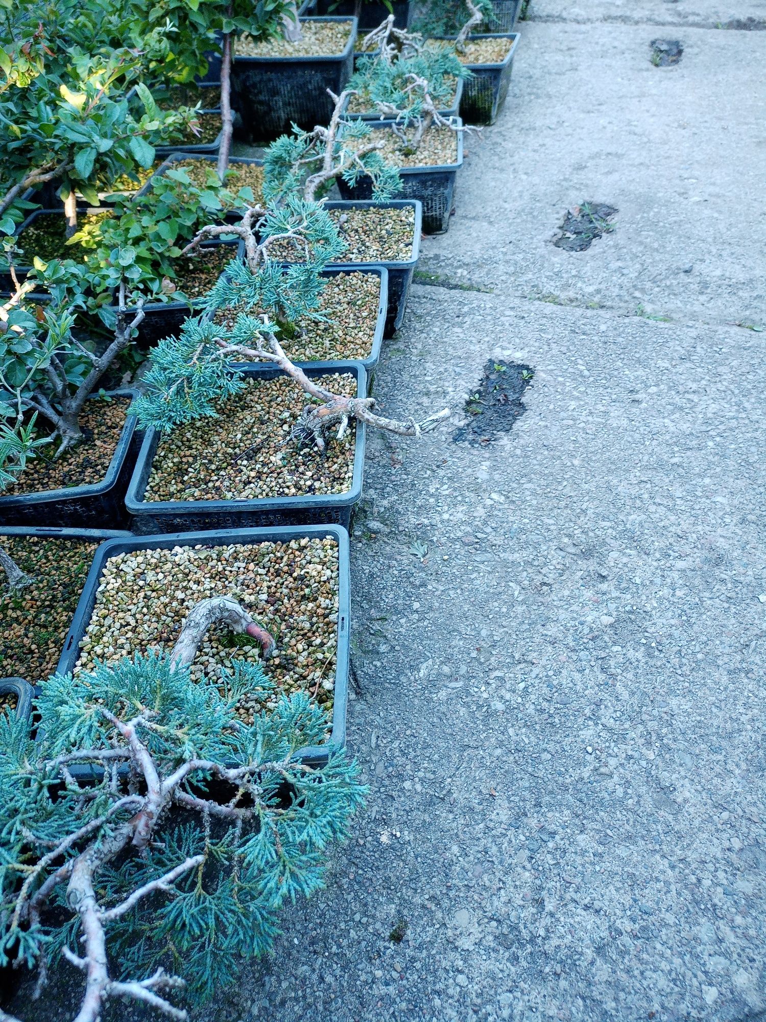 Bonsai różne  sosny itp.