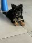 Yorkshire terrier Black and Tan Nie wybarwi sie!!!