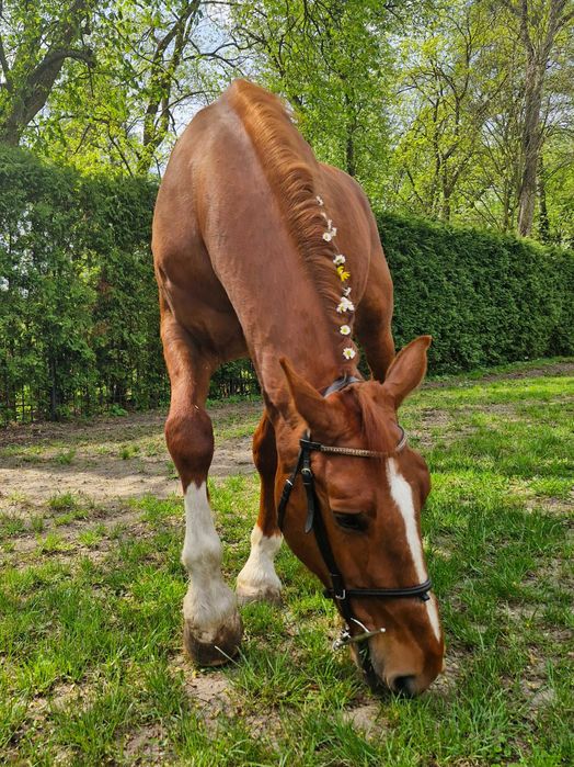 Piękny malowany wałach