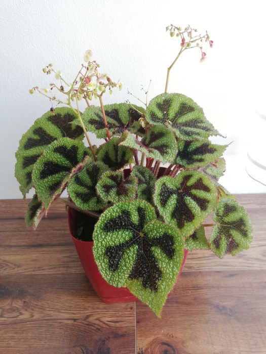 Begonia masoniana iron Cross sadzonka