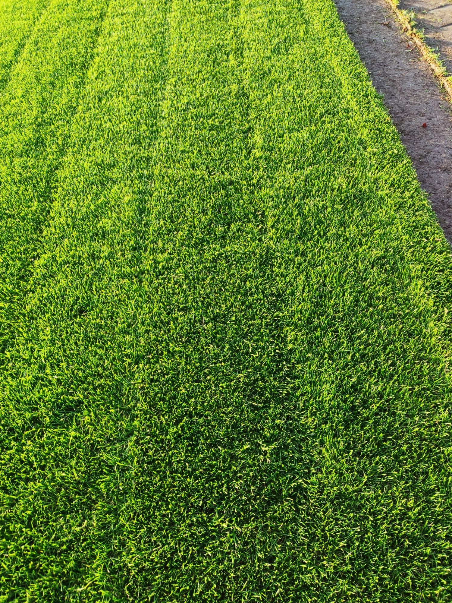 Trawa z rolki / Roll_Grass
