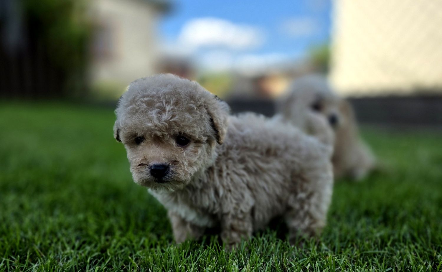 Malti bichpoo  piesek