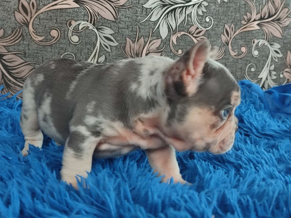 Голубой мерле мальчик почти два месяца