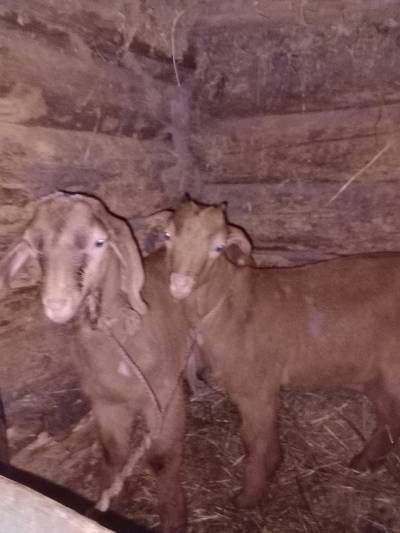 Продається трьох місячні цапок і кізличка