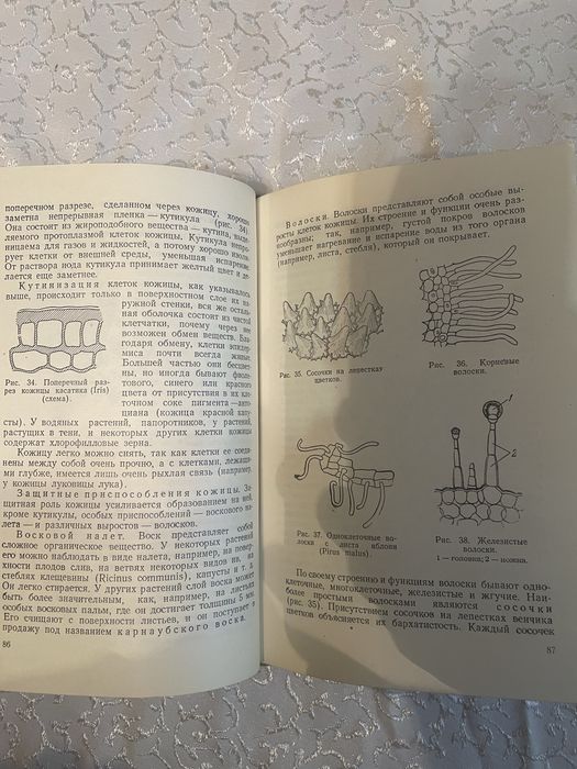 Ботаника краткий курс