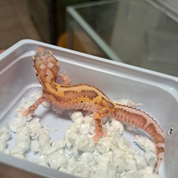Gekon lamparci w sklepie zoologicznym Gruby Kocur
