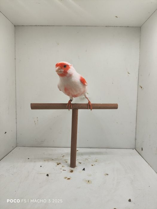 Mosaicos vermelhos 2025