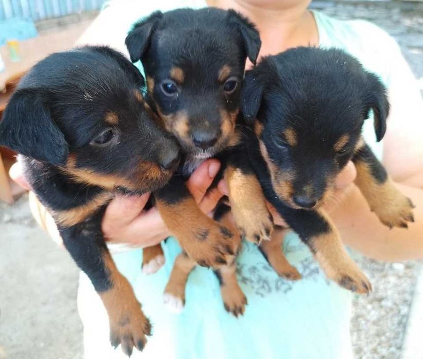 Продам щенков ягдтерьер