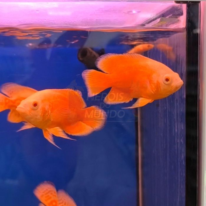 Oscar Super Red Chilli (Astronotus Ocellatus)