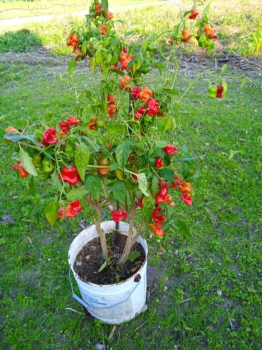 Vendo vaso com malaguetas muito picantes em forma de sinos.