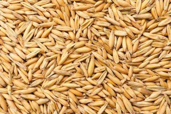 Owies dla zwierzat lub na opał