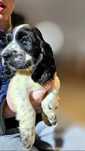 Cocker Spaniel Angielski - przepiękna rodowodowa suczka niepowtarzalny