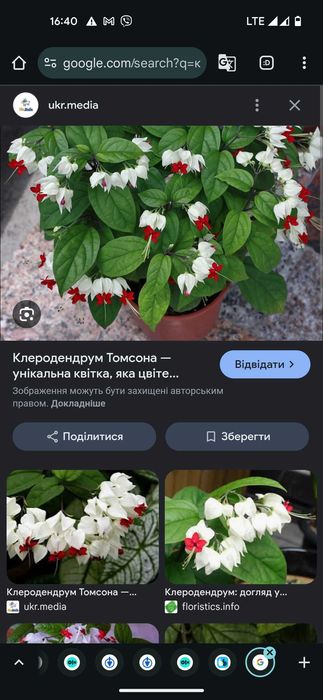 Клеродендрум Томпсона та філіппінський